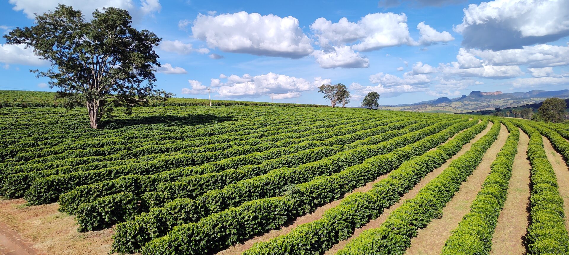 Kávová farma v Brazílii